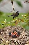 Birds Nest Stock Photo