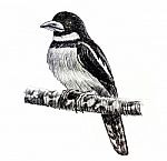 Black-and-red Broadbill Bird Drawing Stock Photo
