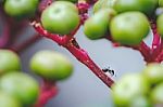 Black Ant On The Leea Rubra Red Branch Tree Stock Photo