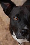 Black Dog Face Stock Photo