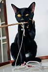 Black Kitten Playing Tree Branch Stock Photo