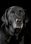 Black Labrador Stock Photo