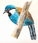 Black-throated Laughingthrush Bird Drawing Stock Photo