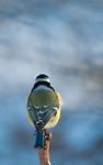 Blue Tit In The Spring Stock Photo