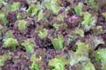 Blurred Salad Vegetablegrowing In The Garden stock photo