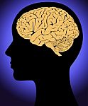Brain In Head Stock Photo