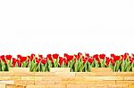 Brick Wall With Beautiful Red Tulips Behind And White Background Stock Photo
