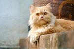 Brown Persian Cat Sitting On Concrete Floor Stock Photo