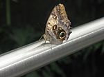 Brown Spotted Butterfly On Silver Railing Stock Photo
