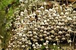 Bunch Of Mushrooms Stock Photo