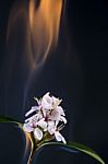 Burning Flower Stock Photo