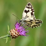 Butterfly On Flower Stock Photo