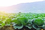 Cabbage Grown On The Mountain Stock Photo