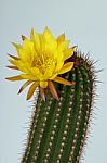 Cacti Flower Stock Photo