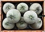 Cantaloupe Melons Stock Photo