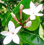 Carissa Carandas (bengal-currants) White Flower In Nature Garden.  Stock Photo