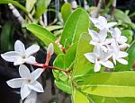 Carissa Carandas (bengal-currants) White Flower In Nature Garden.  Stock Photo
