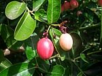 Carunda Or Karonda  (bengal-currants) Pink Fruit On Tree In The Garden.fruit For Health And High Vitamin Stock Photo