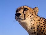 Cheetah Closeup In South Africa Stock Photo