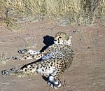 Cheetah In Namibia Stock Photo