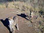 Cheetah In Namibia Stock Photo