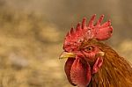 Chick, Chicken, Rooster Poultry Concept Stock Photo