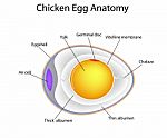 Chicken Egg Anatomy Stock Photo