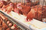 Chicken, Hen In Farm Stock Photo