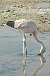 Chilean Flamingo In The Salar De Atacama Stock Photo