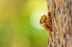 Cicada Exoskeleton Stock Photo