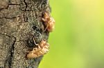 Cicada Shell On Tree Stock Photo