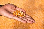 Close-up Man Hands With Grain Corn Stock Photo