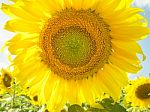 Close Up Sunflower With Sunflower Field And Cloud In Blue Sky Stock Photo