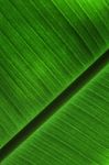 Closeup Banana Leaf Texture Stock Photo