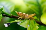 Closeup Grasshopper On Green Leaf Stock Photo