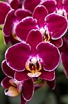 Closeup Purple Butterfly Orchids Stock Photo