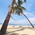 Coconut Palm Trees With Hammock On Tropical Beach Background Stock Photo