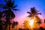 Coconut Palms Tree On Blue ,purple To Orange  Sky Background Stock Photo