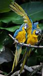 Colorful Couple Macaws Stock Photo