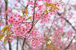 Colorful Flower Wild Himalayan Cherry   In Spring Time For Backg Stock Photo