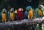 Colorful Macaw Stock Photo
