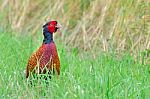 Colorful Pheasant Rooster Upright In Green Meadow Stock Photo