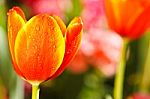 Colorful Tulips In Open Garden