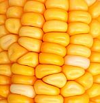 Corn Seeds Stock Photo