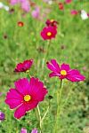 Cosmos Field Stock Photo