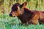 Cow On A Summer Pasture Stock Photo