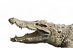 Crocodile  Stock Photo