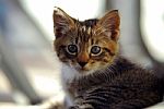 Curious Striped  Kitten Stock Photo