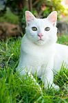 Cute Cat In The Green Grass Stock Photo
