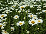 Daisies Stock Photo